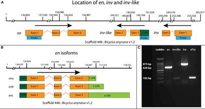 Expression of Multiple engrailed Family Genes in Eyespots of Bicyclus anynana Butterflies Does Not Implicate the Duplication Events in the Evolution of This Morphological Novelty